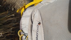 Latrodectus mirabilis