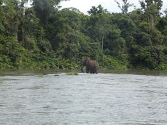 Loxodonta cyclotis