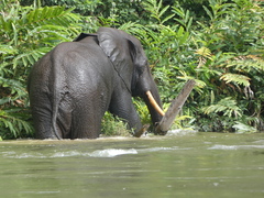 Loxodonta cyclotis