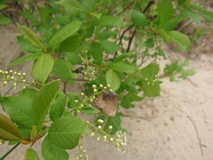 Callophrys augustinus