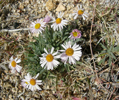 Erigeron concinnus