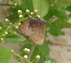 Callophrys augustinus