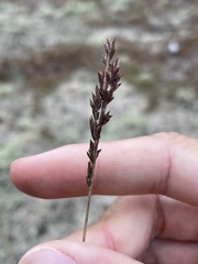 Eragrostis secundiflora