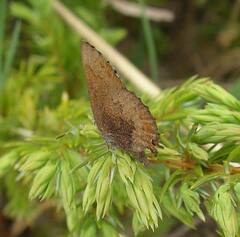Callophrys augustinus
