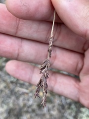 Eragrostis secundiflora