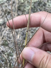 Eragrostis secundiflora