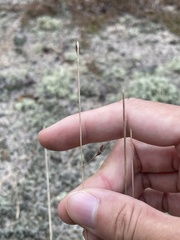 Eragrostis secundiflora