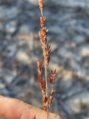 Eragrostis secundiflora