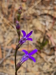 Lobelia browniana