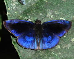 Anastrus neaeris