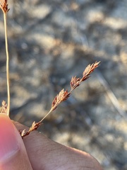 Eragrostis secundiflora