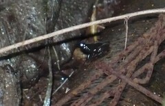 Mannophryne trinitatis