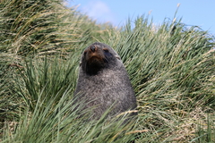 Arctocephalus gazella