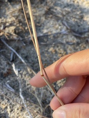 Eragrostis secundiflora