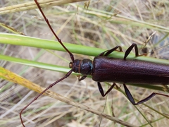 Xystrocera virescens