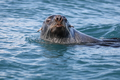 Arctocephalus gazella
