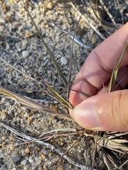 Eragrostis secundiflora