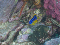 Mecaenichthys immaculatus