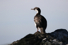 Leucocarbo georgianus