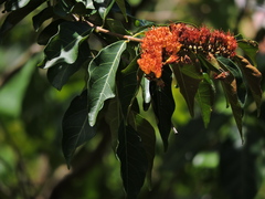 Combretum fruticosum