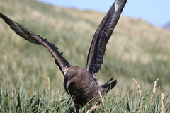 Stercorarius antarcticus