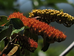 Combretum fruticosum