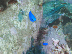 Pomacentrus coelestis