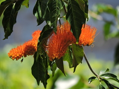 Combretum fruticosum