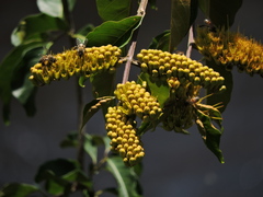 Combretum fruticosum