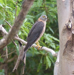 Accipiter cirrocephalus