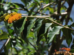 Combretum fruticosum