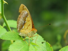 Argynnis laodice