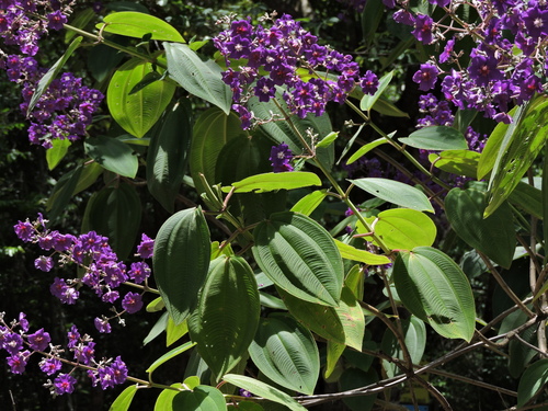 Pleroma heteromallum