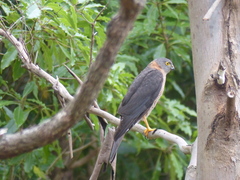 Accipiter cirrocephalus
