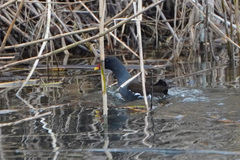 Gallinula chloropus chloropus