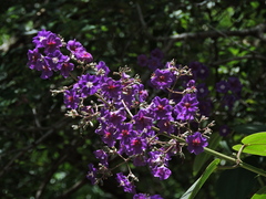 Pleroma heteromallum