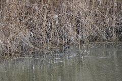 Gallinula chloropus chloropus