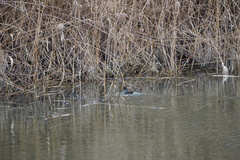 Gallinula chloropus chloropus