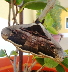 Saturnia pyri