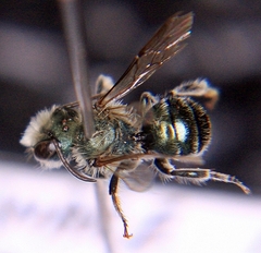 Osmia pumila