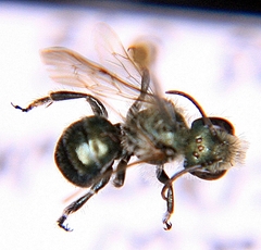 Osmia pumila