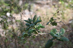 Rhus standleyi