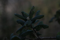 Rhus standleyi