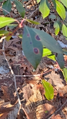 Mycosphaerella colorata