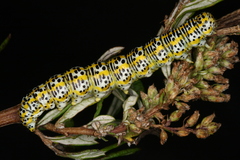 Cucullia tanaceti
