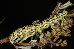 Cucullia tanaceti