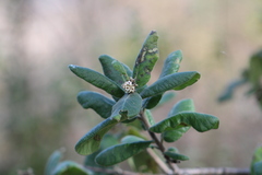 Rhus standleyi