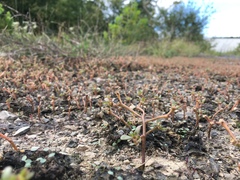 Portulacaceae
