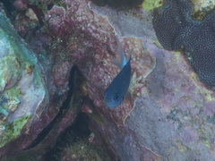 Pycnochromis margaritifer
