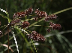 Cyperus lucidus